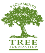treefoundation